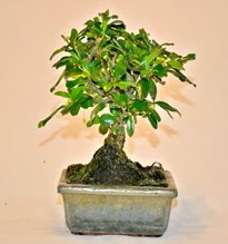 Zelco bonsai saks bitkisi  Eryaman ankaradaki internetten iek siparii 