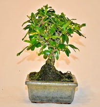 Zelco bonsai saks� bitkisi  Eryaman ankaradaki internetten �i�ek sipari�i 