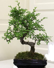 Bonsai saks� �i�e�i  Eryaman �i�ek�iler �i�ek online �i�ek sipari�i 