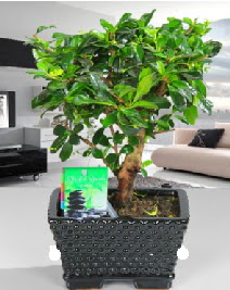 Bonsai japon a�ac� saks� bitkisi  Eryaman �i�ek g�nderme sitemiz g�venlidir 