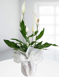Spathiphyllum �i�e�i Bar�� �i�e�i  �i�ek yolla Eryaman 14 �ubat sevgililer g�n� �i�ek  