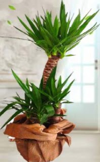 2 li yucca saks� �i�ek bitkisi  Eryaman �i�ek�i telefonlar� eryaman �i�ek 