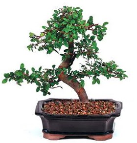 �thal bonsai japon a�ac�  Eryaman �i�ek�i telefonlar� eryaman �i�ek 