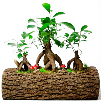Do�al k�t�k i�inde 3 Bonsai Japon a�ac�  Eryaman �i�ek�i  �i�ek , �i�ek�i , �i�ek�ilik 