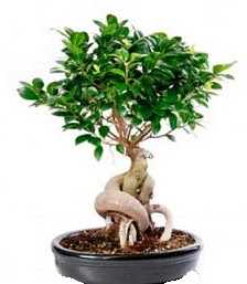 Bonsai japon a�ac� seramik i�inde  Eryaman �i�ek sipari�i hediye �i�ek yolla 