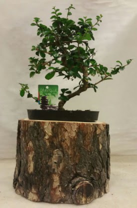 Doal ktk iinde bonsai japon aac  Eryaman iek yolla , iek gnder , ieki  