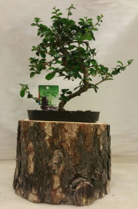 Do�al k�t�k i�inde bonsai japon a�ac�  Eryaman �i�ek yolla , �i�ek g�nder , �i�ek�i  