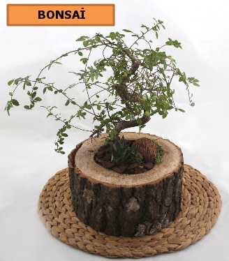 Do�al a�a� k�t�k i�erisinde bonsai bitkisi  Ankara Eryaman yurti�i ve yurtd��� �i�ek sipari�i 
