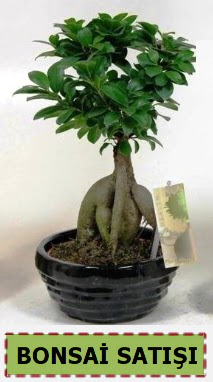 Bonsai japon a�ac� ginseng bonsai  Eryaman �i�ek�i ankaraya �i�ek yolla �i�ek�iler 