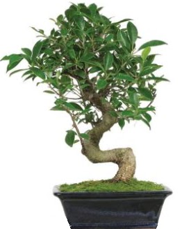 Bonsai saks� bitkisi japon a�ac�  ankara �i�ek�i Eryaman �i�ek�i ma�azas� 