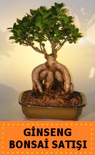 Ginseng bonsai sat��� japon a�ac�  Eryaman �i�ek g�nder �i�ek servisi , �i�ek�i adresleri 