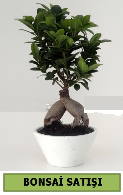 Bonsai japon a�ac� sat���  Eryaman ankaradaki internetten �i�ek sipari�i 
