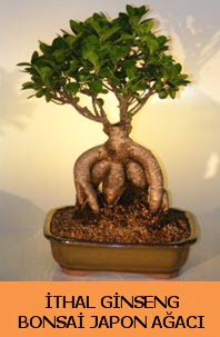 �thal japon a�ac� ginseng bonsai sat���  Eryaman �i�ek yolla , �i�ek g�nder , �i�ek�i  