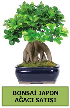 Bonsai japon a�ac� sat���  Eryaman �i�ek g�nderme sitemiz g�venlidir 