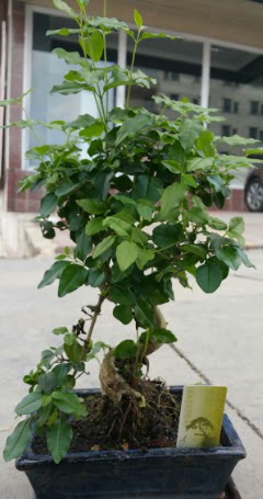 Bonsai japon a�ac� saks� bitkisi  ankara �i�ek�i Eryaman �i�ek�i ma�azas� 