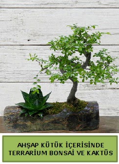 Ah�ap k�t�k bonsai kakt�s teraryum  Eryaman Ankara ucuz �i�ek g�nder 