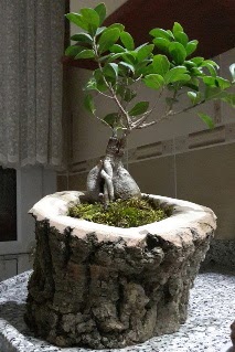 Ah�ap k�t�k i�erisinde ginseng bonsai  Eryaman Ankara ucuz �i�ek g�nder 