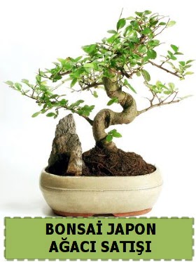 Bonsai japon  aac sat Minyatr thal  Eryaman Ankara ucuz iek gnder 