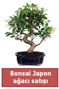 Japon a�ac� bonsai sat���  Eryaman �i�ek�i telefonlar� eryaman �i�ek 