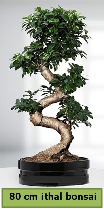 80 cm zel saksda bonsai bitkisi  Eryaman iek gvenli kaliteli hzl iek 