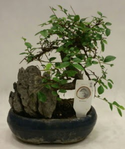 thal 1.ci kalite bonsai japon aac  Eryaman iek gnderme sitemiz gvenlidir 
