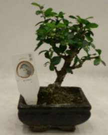 K���k minyat�r bonsai japon a�ac�  Eryamandaki �i�ek�iler kaliteli taze ve ucuz �i�ekler 