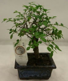 Minyatr ithal japon aac bonsai bitkisi  Eryaman iek gnderme sitemiz gvenlidir 