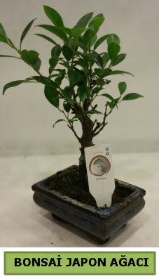 Bonsai japon aac saks bitkisi  Eryaman ankaradaki internetten iek siparii 