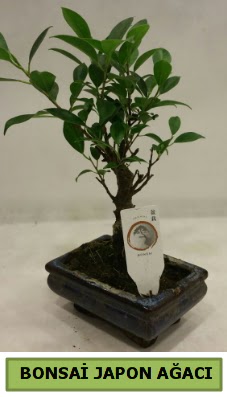 Bonsai japon a�ac� saks� bitkisi  Eryaman ankaradaki internetten �i�ek sipari�i 