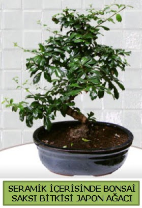 Seramik vazoda bonsai japon aac bitkisi  Eryaman ieki telefonlar eryaman iek 