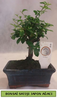 Minyat�r bonsai a�ac� sat���  Eryamandaki �i�ek�iler kaliteli taze ve ucuz �i�ekler 