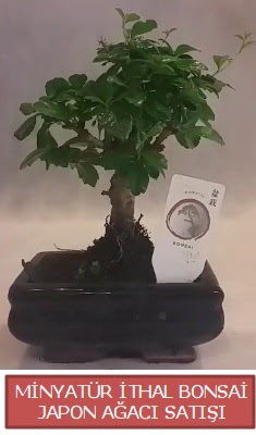 Kk grsel bonsai japon aac bitkisi  Eryaman nternetten iek siparii 