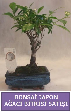 �thal Bonsai japon a�ac� bitkisi sat���  Eryaman �i�ek yolla , �i�ek g�nder , �i�ek�i  