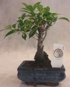 Bonsai a�ac� japon a�a� bitkisi  Eryaman online �i�ek�i , �i�ek sipari�i 