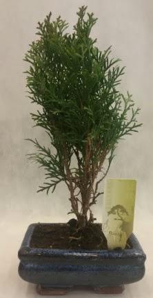SINIRLI SAYIDA �R�N Selvi Bonsai  Eryaman �i�ek yolla , �i�ek g�nder , �i�ek�i  