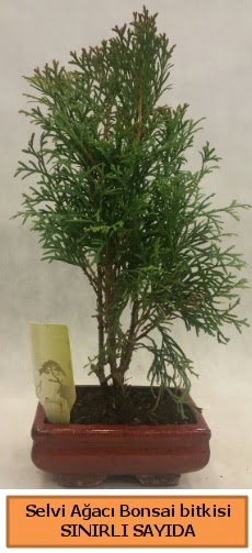 Selvi a�ac� bonsai japon a�ac� bitkisi  Eryaman �i�ek g�nderme sitemiz g�venlidir 