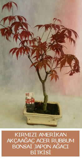 Amerikan akaaa Acer Rubrum bonsai  Ankara Eryaman hediye sevgilime hediye iek 