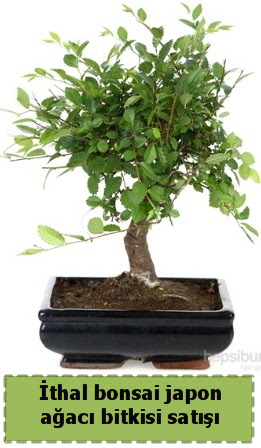 thal bonsai saks iei Japon aac sat  Eryaman iek yolla , iek gnder , ieki  