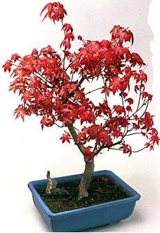 Amerikan ak�aa�a� bonsai bitkisi  Eryaman online �i�ek�i , �i�ek sipari�i 