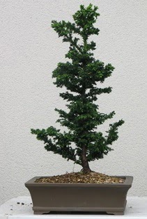 am aac bonsai bitkisi sat  Eryaman iek gvenli kaliteli hzl iek 