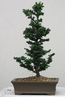 �am a�ac� bonsai bitkisi sat���  Eryaman �i�ek g�venli kaliteli h�zl� �i�ek 