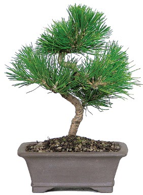 �am a�ac� bonsai japon a�ac� bitkisi  Eryamandaki �i�ek�iler kaliteli taze ve ucuz �i�ekler 