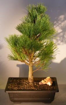 �am a�ac� japon a�ac� bitkisi bonsai  Eryaman �i�ek g�venli kaliteli h�zl� �i�ek 