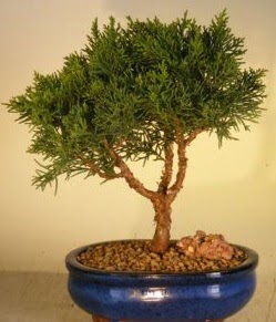 Servi �am bonsai japon a�ac� bitkisi  Eryaman online �i�ek�i , �i�ek sipari�i 