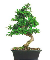 Bonsai bitkisi sat���  Eryaman �i�ek g�venli kaliteli h�zl� �i�ek 