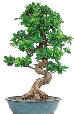 Yaklak 70 cm yksekliinde ithal bonsai  Eryaman iek gvenli kaliteli hzl iek 