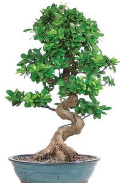 Yakla��k 70 cm y�ksekli�inde ithal bonsai  Eryaman �i�ek g�venli kaliteli h�zl� �i�ek 
