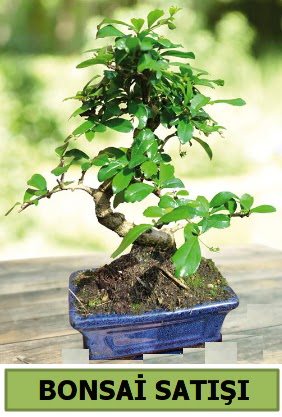am bonsai japon aac sat  Eryaman iek gnderme sitemiz gvenlidir 
