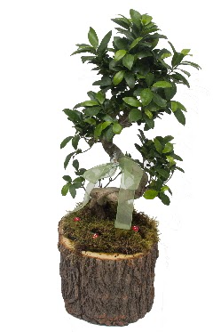 Do�al k�t�kte bonsai saks� bitkisi  Eryaman �i�ek yolla , �i�ek g�nder , �i�ek�i  