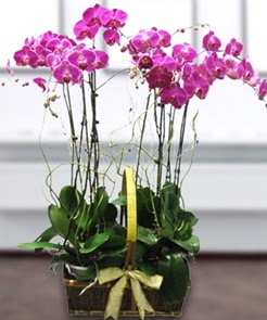 7 dall� mor lila orkide  Ankara Eryaman yurti�i ve yurtd��� �i�ek sipari�i 